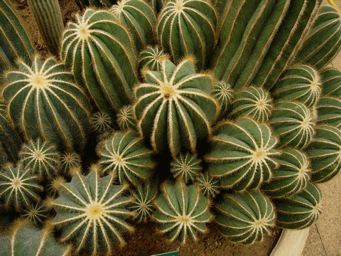 cactée_cactus