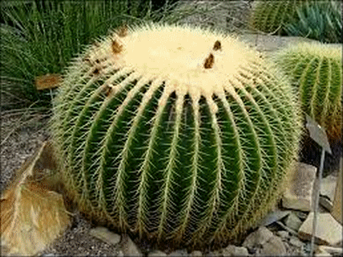 cactée_cactus