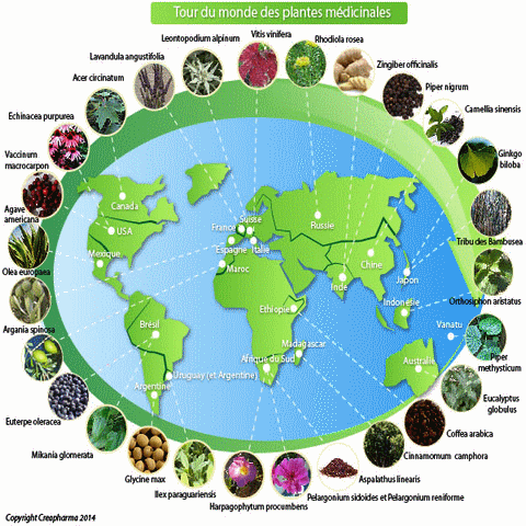 medical_phytotherapie