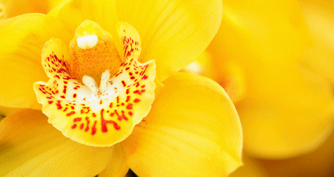 flower_fleur_orchidée_orchid