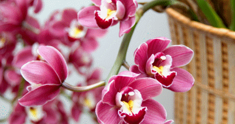 flower_fleur_orchidée_orchid