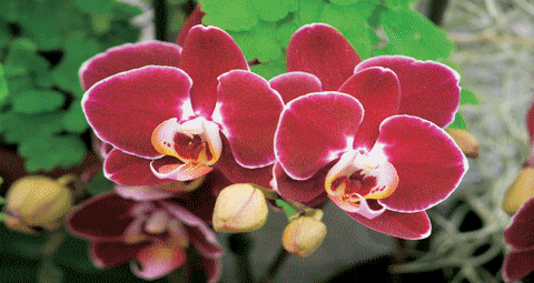 flower_fleur_orchidée_orchid