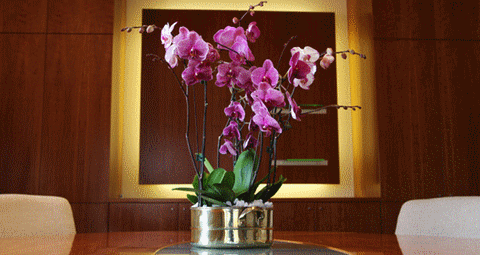 flower_fleur_orchidée_orchid