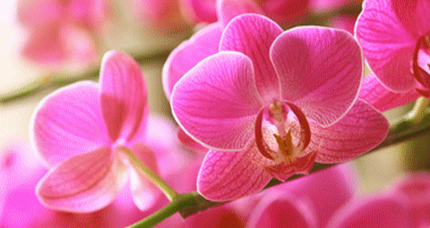 flower_fleur_orchidée_orchid