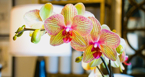 flower_fleur_orchidée_orchid