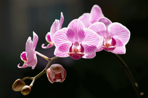 orchid