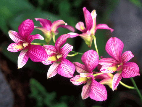 orchid