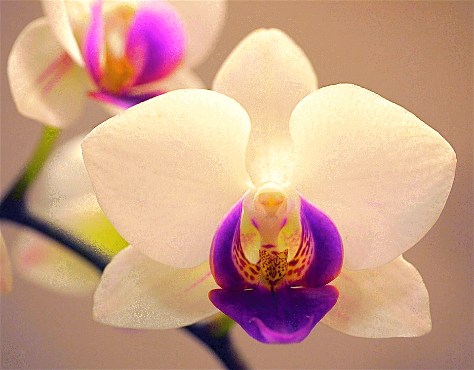 orchid