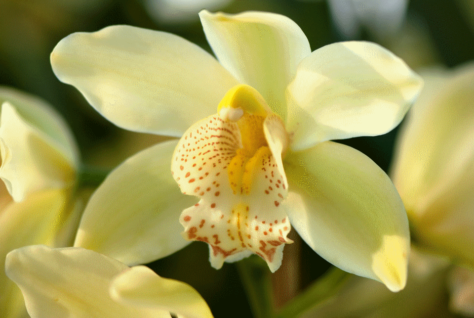 orchid