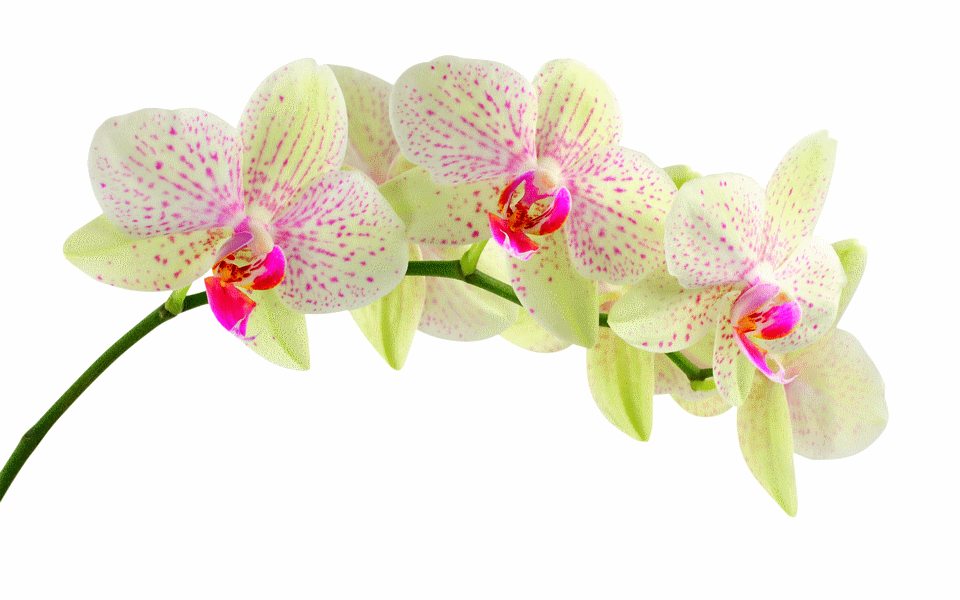 orchid