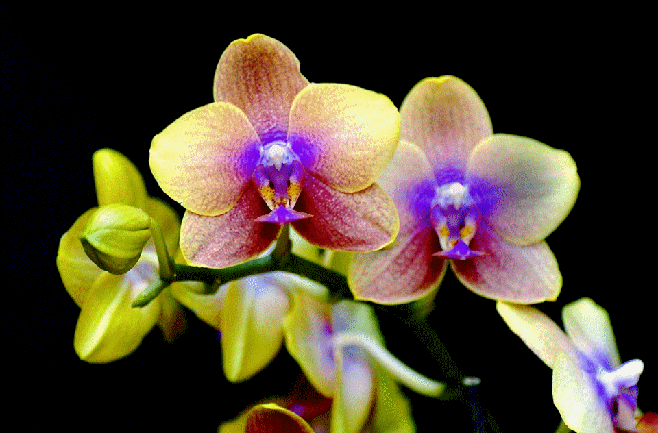 orchid