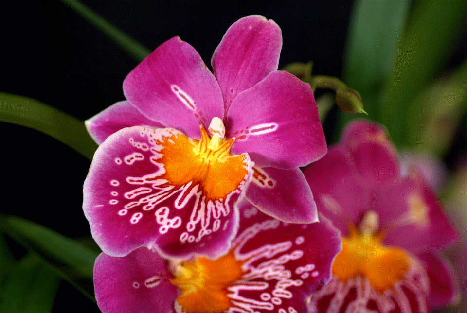 orchid