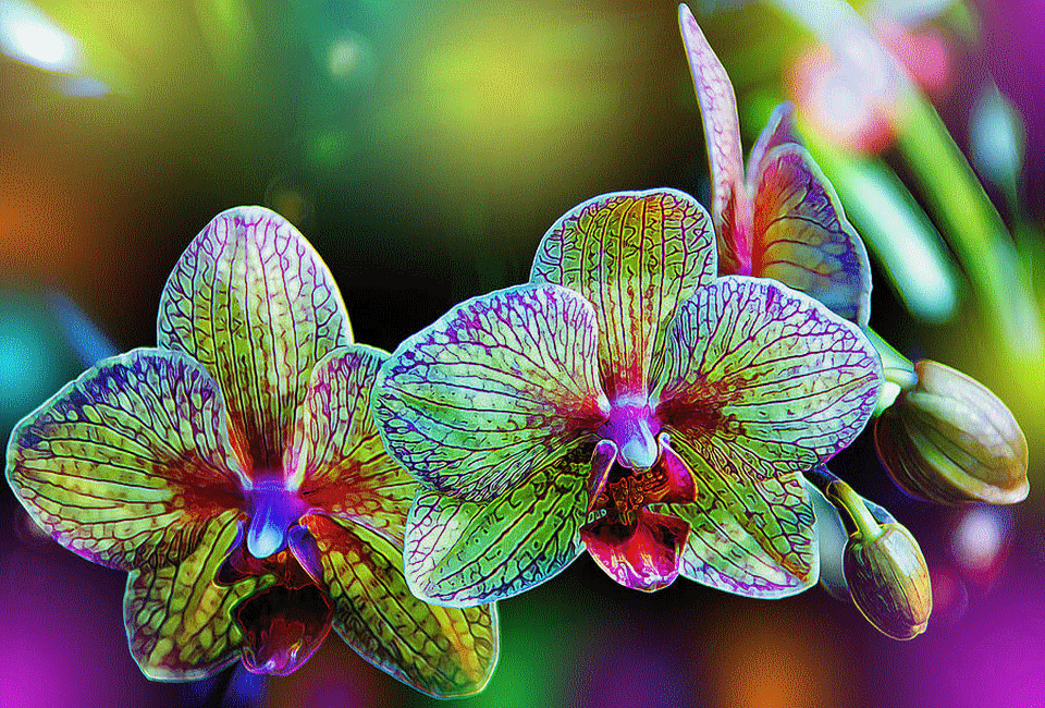 orchid