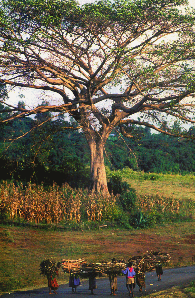 africa_wood_bamboo