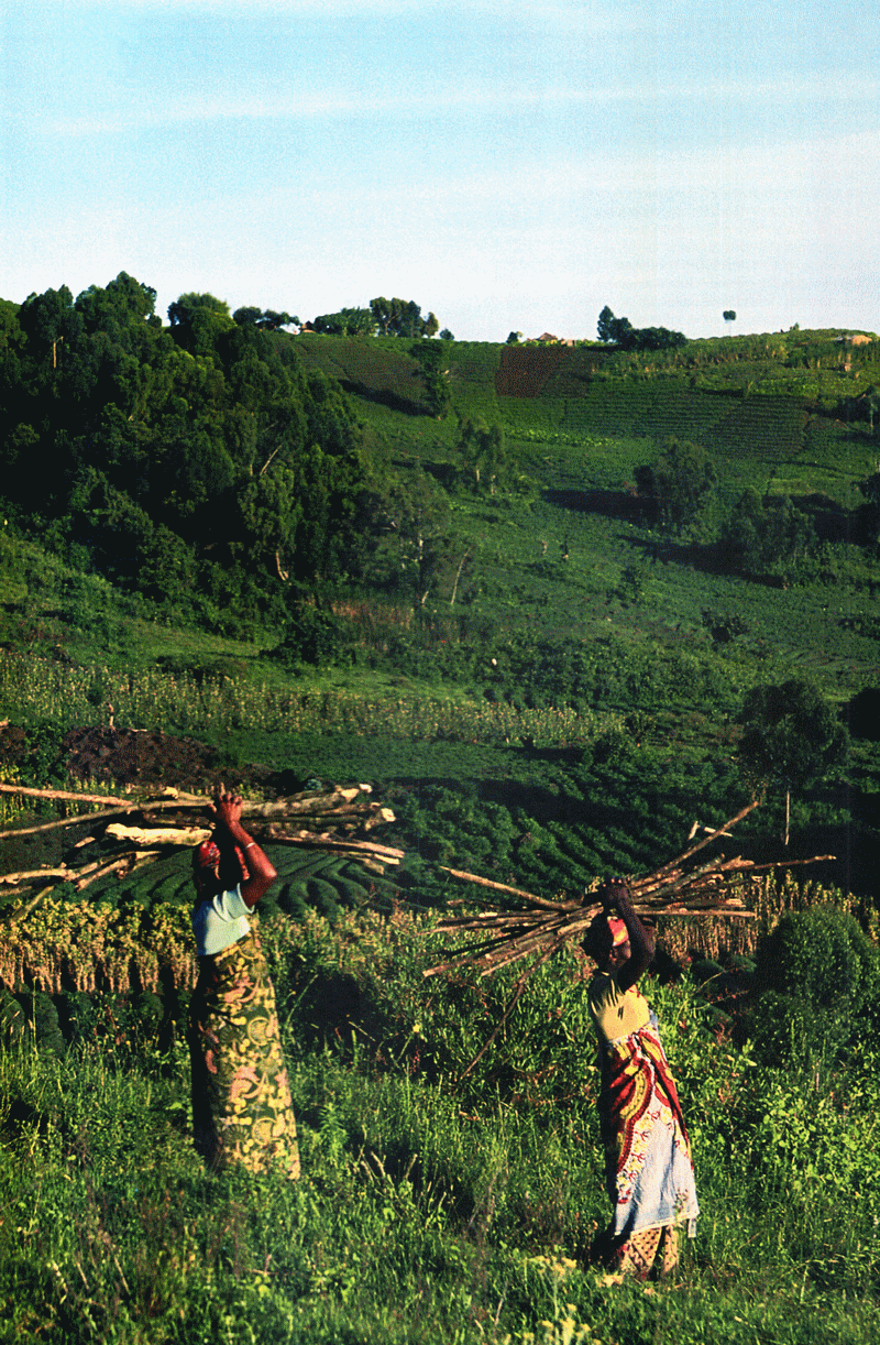 africa_wood_bamboo