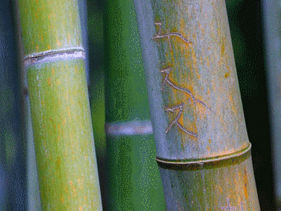 sustainable_development_school_ecole_durable_bambu_bambou_dveloppement_congo_bois_tropical_wood