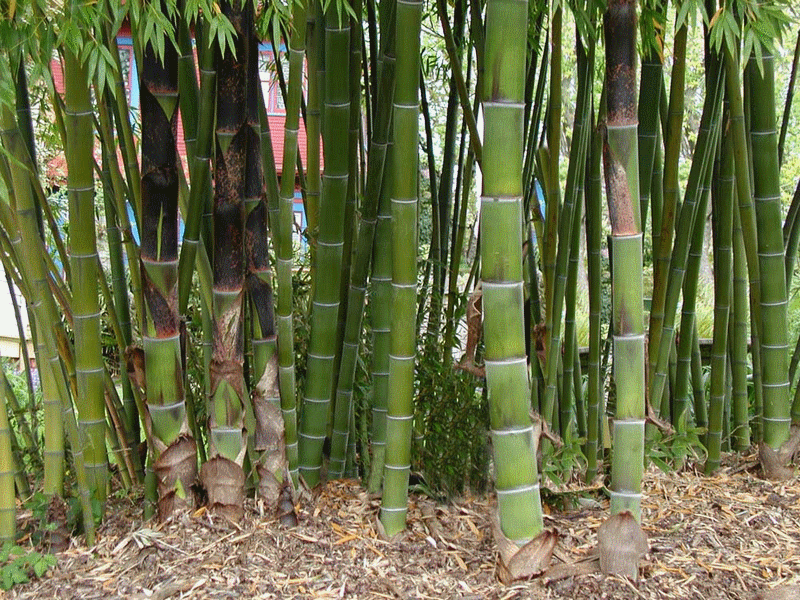 sustainable_development_school_ecole_durable_bambu_bambou_dveloppement_congo_bois_tropical_wood