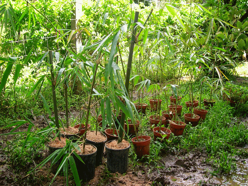 bambou_bambu_wood_asia_africa_forest_sustainable_development_dveloppement_durable_reforestation_asie