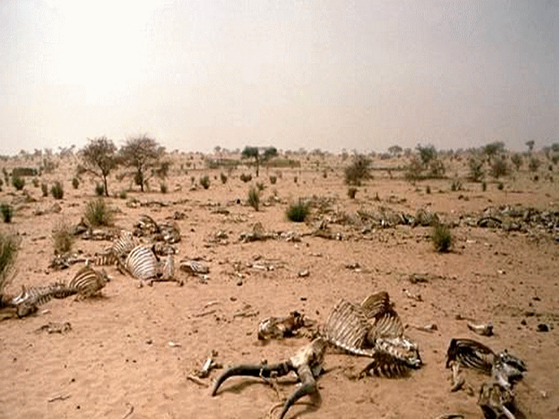 bambou_bambu_wood_asia_africa_forest_desert_dsert_drought_scheresse_sahel_sustainable_development_dveloppement_durable_reforestation_asie