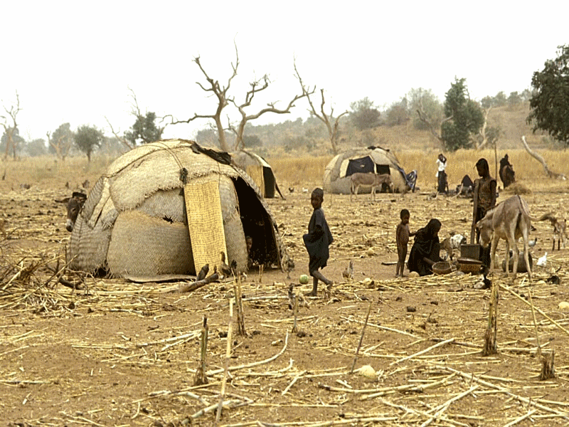 bambou_bambu_wood_asia_africa_forest_desert_dsert_drought_scheresse_sahel_sustainable_development_dveloppement_durable_reforestation_asie