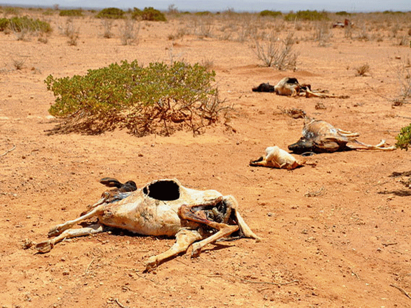 bambou_bambu_wood_asia_africa_forest_desert_dsert_drought_scheresse_sahel_sustainable_development_dveloppement_durable_reforestation_asie