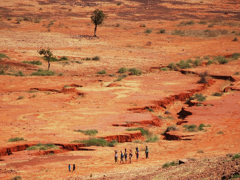 bambou_bambu_wood_asia_africa_forest_desert_dsert_drought_scheresse_sahel_sustainable_development_dveloppement_durable_reforestation_asie