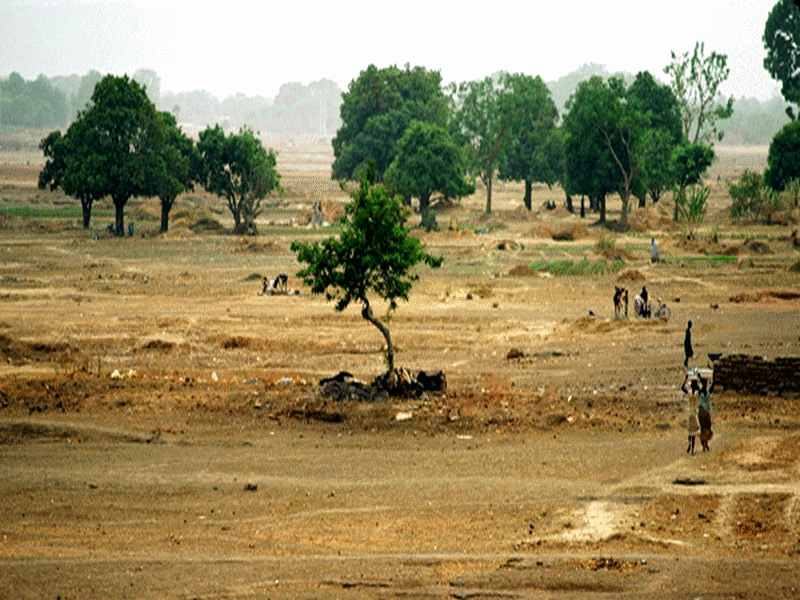 bambou_bambu_wood_asia_africa_forest_desert_dsert_drought_scheresse_sahel_sustainable_development_dveloppement_durable_reforestation_asie