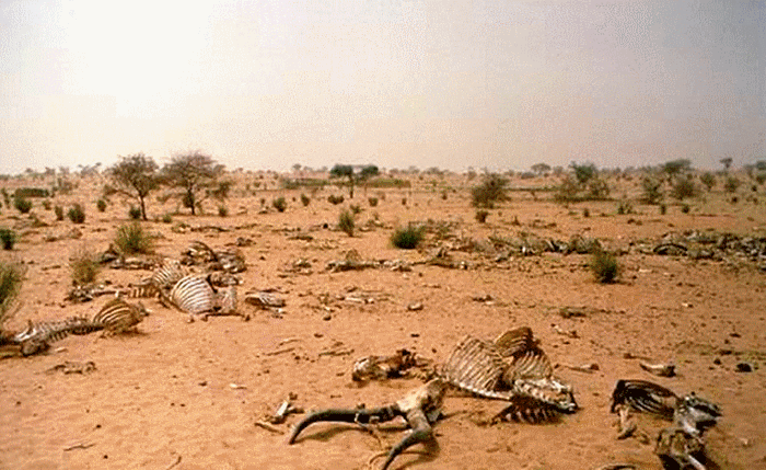 bambou_bambu_wood_asia_africa_forest_desert_dsert_drought_scheresse_sahel_sustainable_development_dveloppement_durable_reforestation_asie