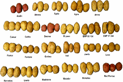 patate_potato_america_food