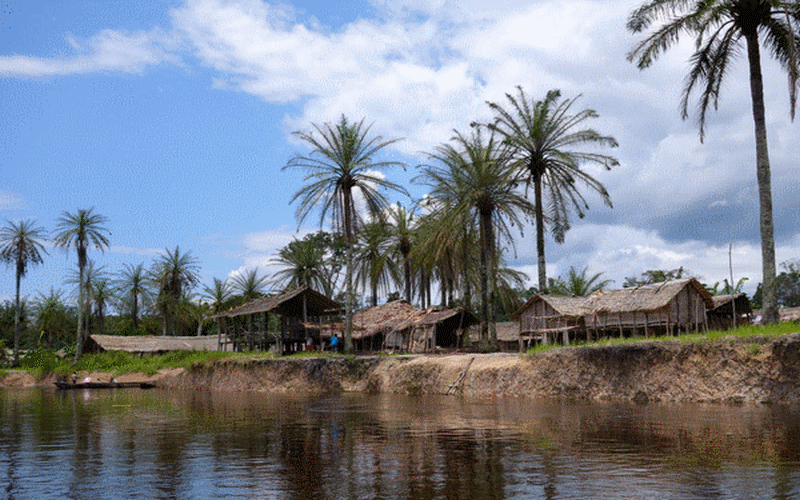 bambou_bambu_wood_asia_africa_forest_desert_dsert_drought_scheresse_sahel_sustainable_development_dveloppement_durable_reforestation_asie