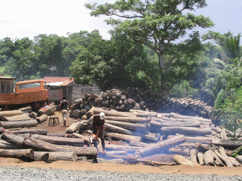 madagascar_bois_rose_pink_wood_sustainable_development