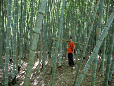 sustainable_development_school_ecole_durable_bambu_bambou_dveloppement_congo_bois_tropical_wood