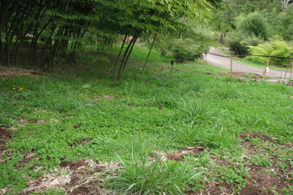 bambu_bambou_plantation_baumschule_ppinire_reforestation