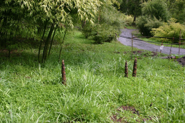 bambu_bambou_plantation_baumschule_ppinire_reforestation