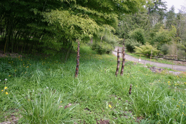 bambu_bambou_plantation_baumschule_ppinire_reforestation