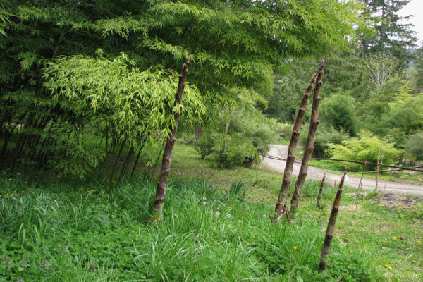 bambu_bambou_plantation_baumschule_ppinire_reforestation