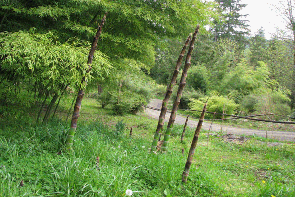 bambu_bambou_plantation_baumschule_ppinire_reforestation