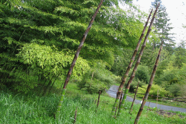 bambu_bambou_plantation_baumschule_ppinire_reforestation