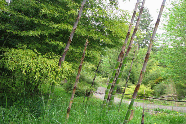 bambu_bambou_plantation_baumschule_ppinire_reforestation