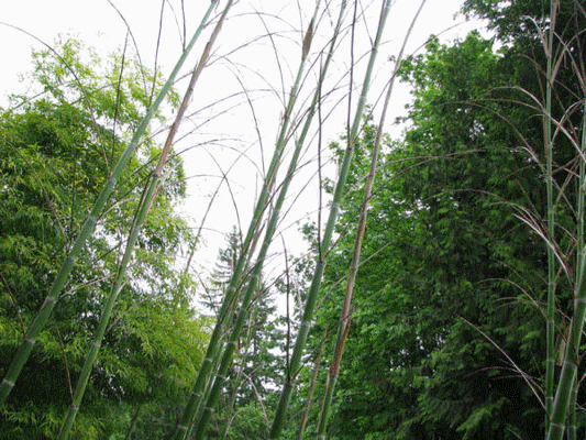 bambu_bambou_plantation_baumschule_ppinire_reforestation