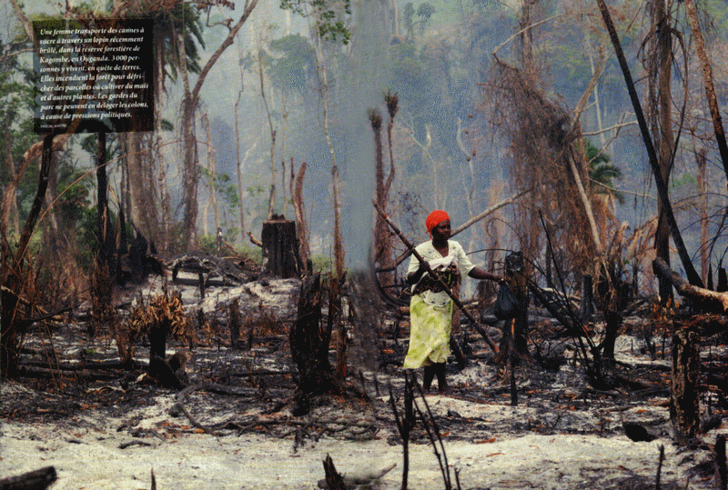 congo_forêt_deforestation_sustainable_development_forest