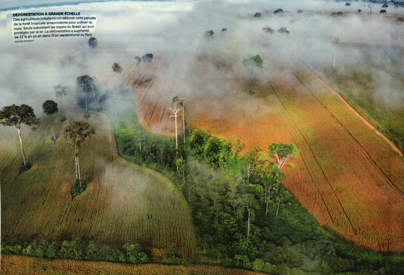 brasil_amazonie_amazonia_forest_rain_deforestation